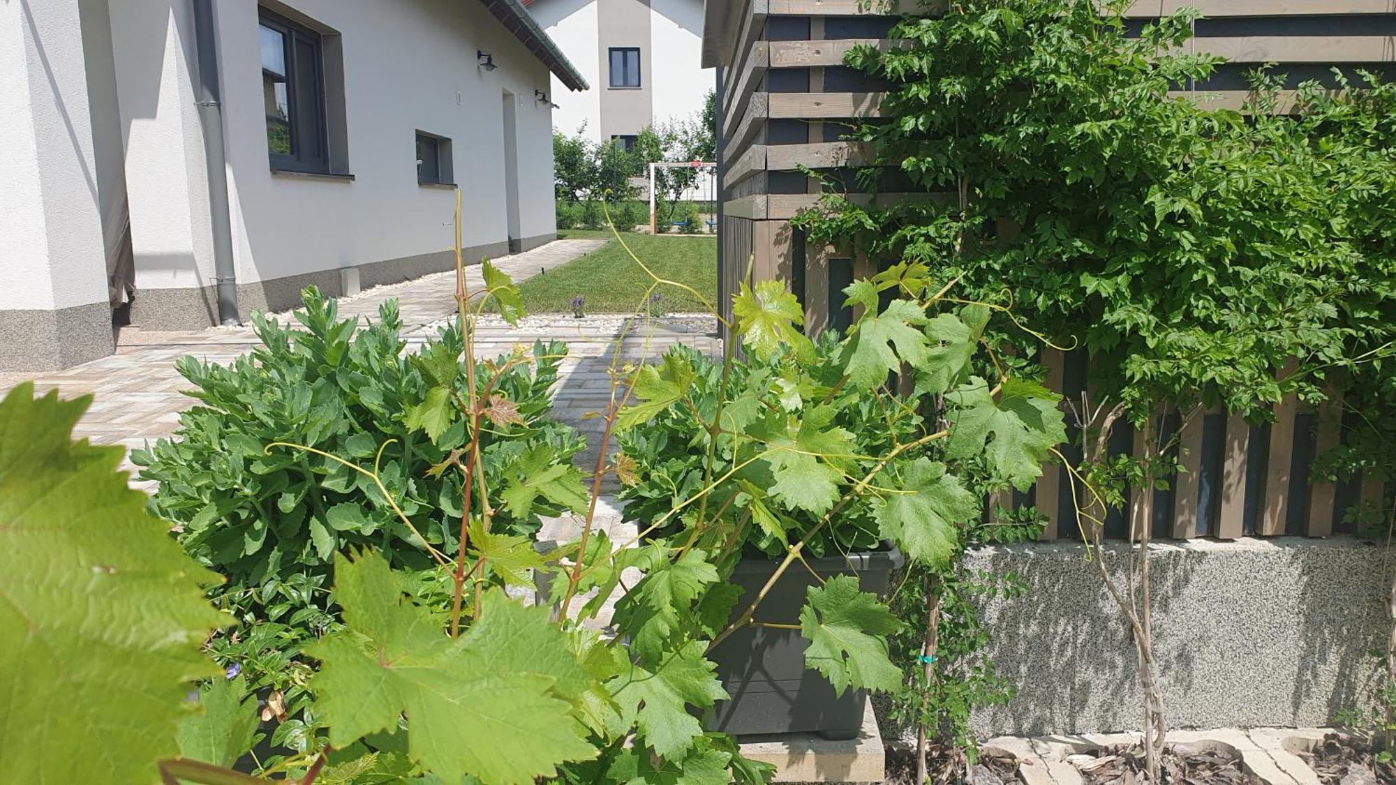 Relax Balaton Apartmanok 블로톤퓌레드 외부 사진